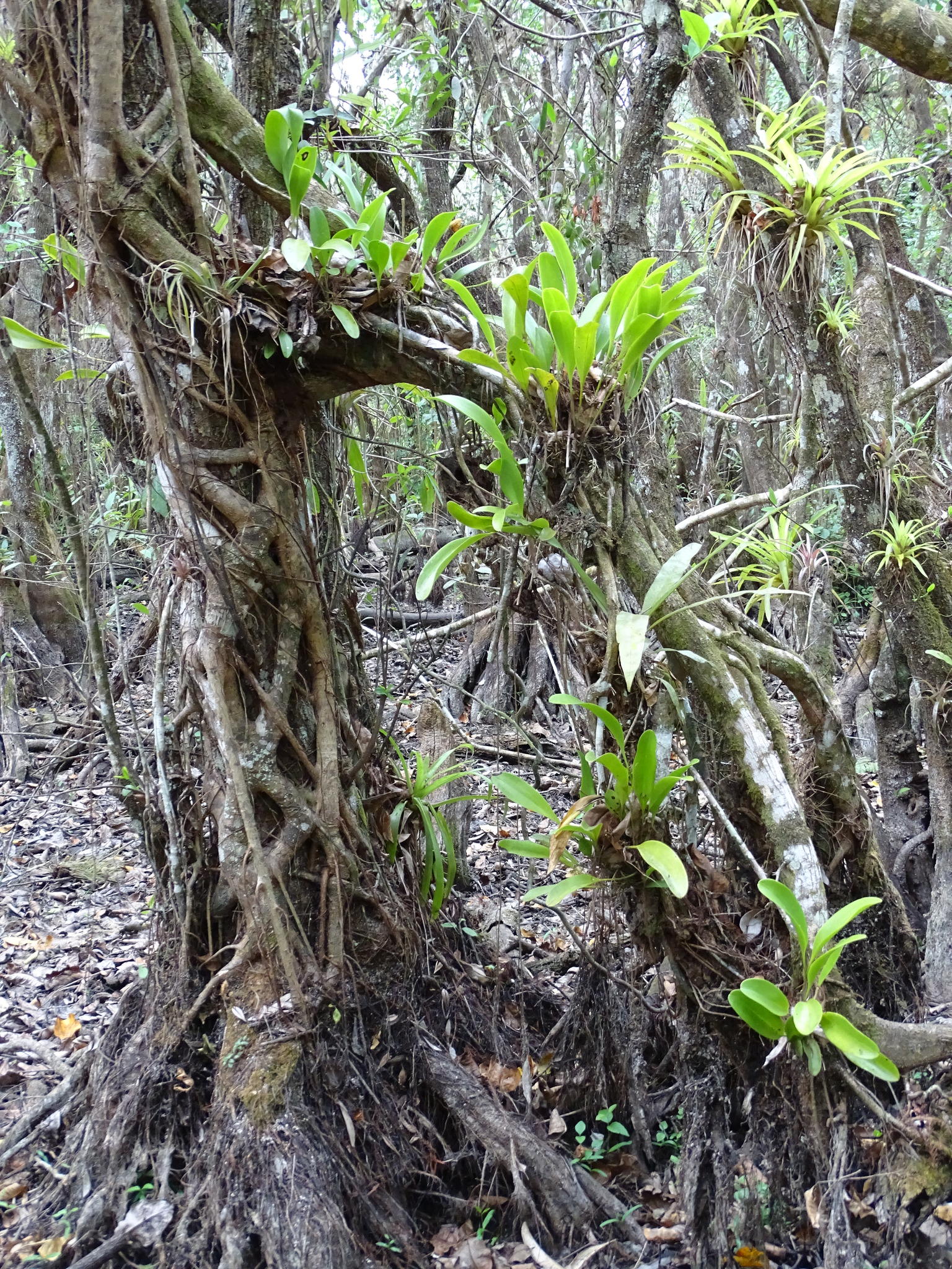 Stelis gelida